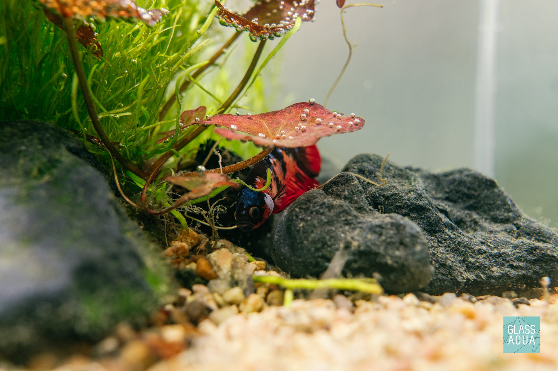 Build Your Own Betta Aquarium Tank Kit