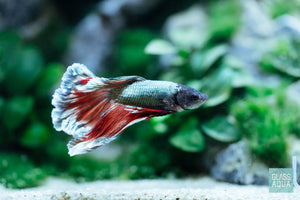 Halfmoon Betta Fish in Low Light Planted Aquarium