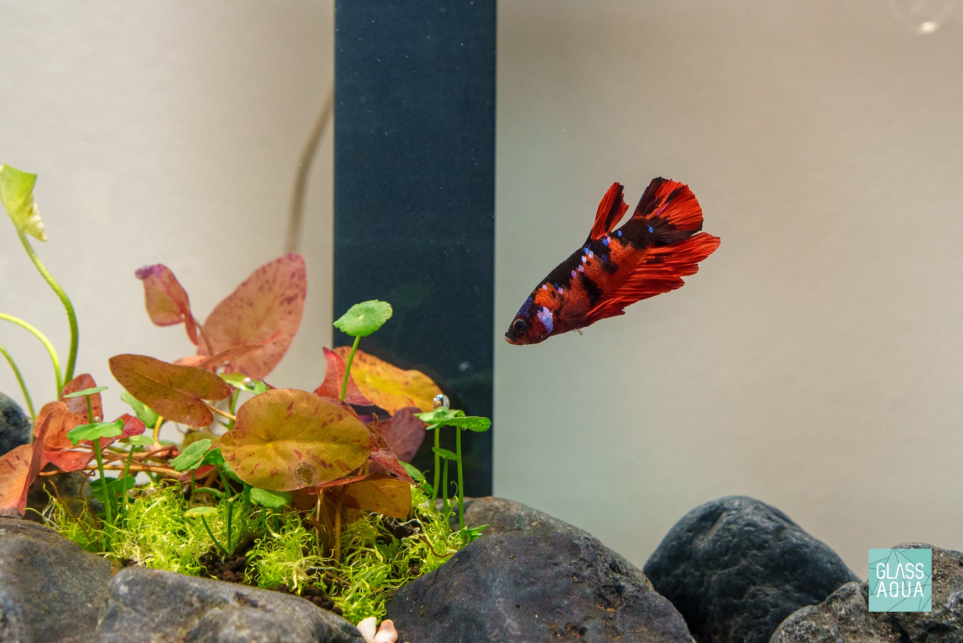 Build Your Own Betta Aquarium Tank Kit