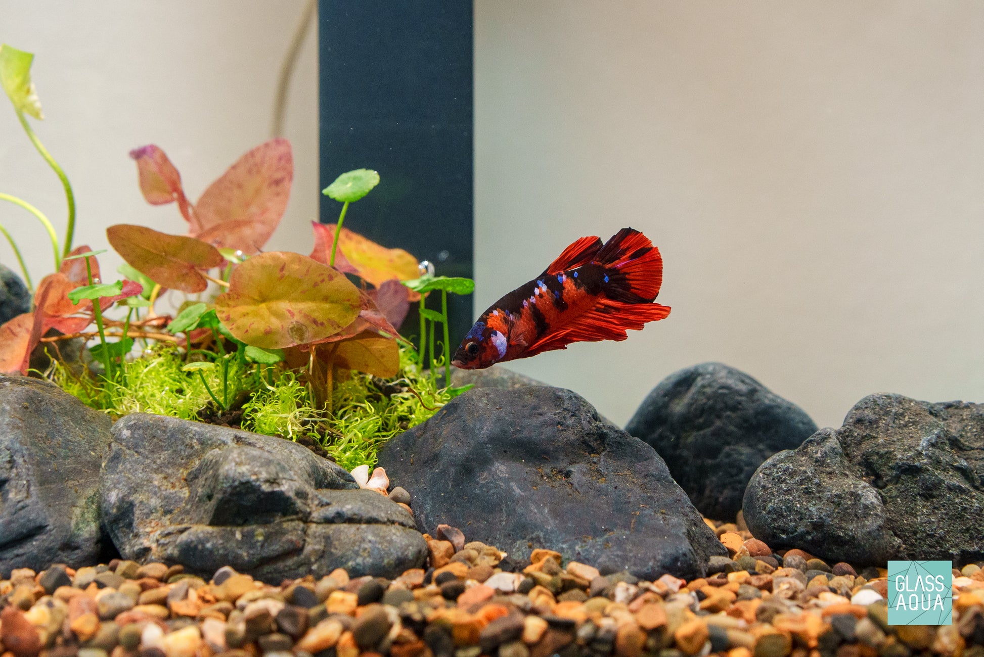 Hakkai Stone Accent Rocks | Aquarium Hardscape for Planted Tank - Glass Aqua