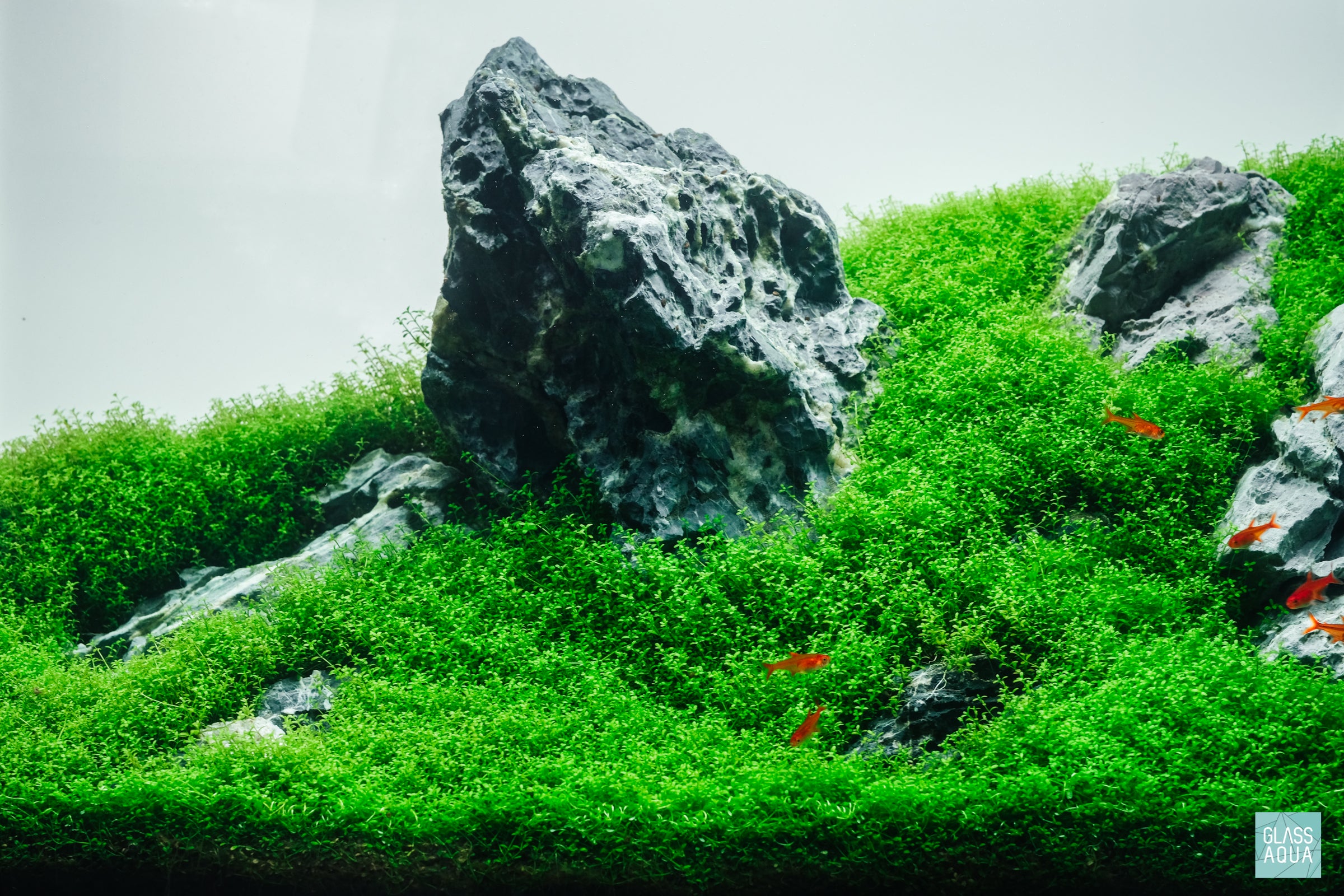 Green Cliffs - ADA 60P Iwagumi | Glass Aqua