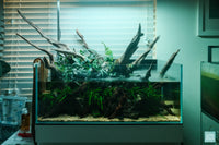 Rainforest Mist - Ultum Nature Systems 75S shallow planted aquarium with a variety of aquatic and terrestrial plants