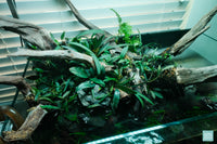 Live aquarium plants in Ultum Nature Systems 75S rimless shallow planted aquarium