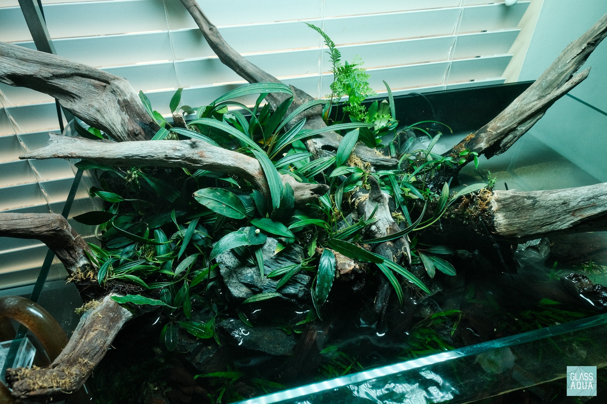 Live aquarium plants in Ultum Nature Systems 75S rimless shallow planted aquarium