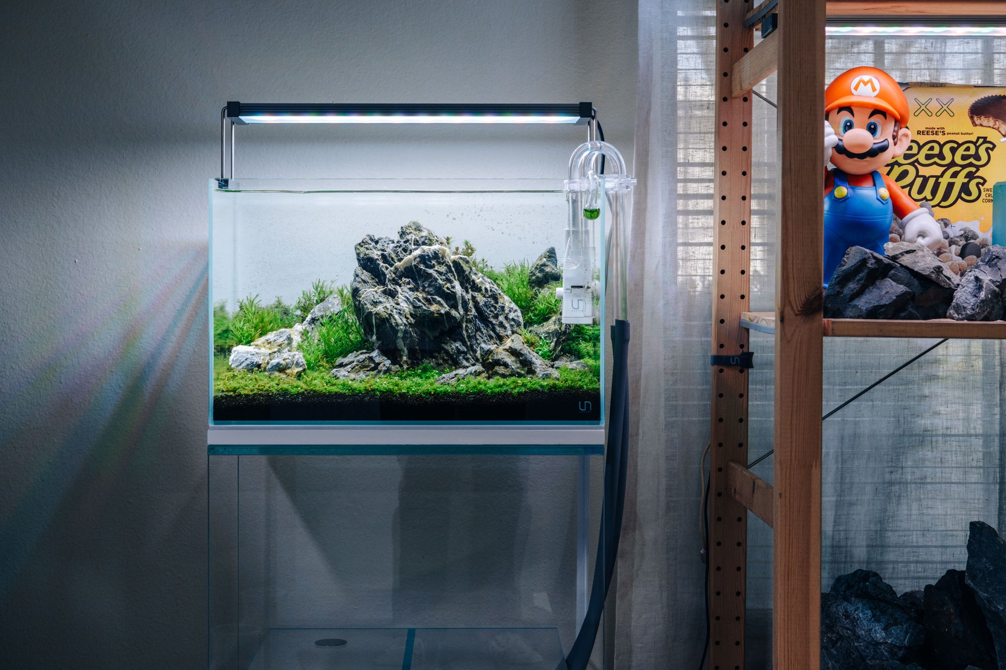 Vermillion Rush - Iwagumi Aquascape in UNS 45U 9.3 gallon planted tank by Glass Aqua