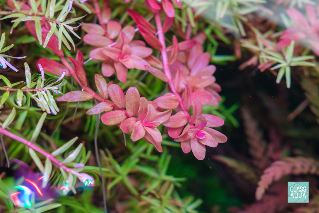 Rotala Macrandra 'Mini' Butterfly Planted Aquarium Tank Aquatic Red Stem Plant