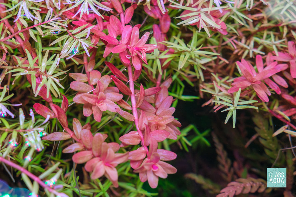 Rotala Macrandra 'Mini' Butterfly Planted Aquarium Tank Aquatic Red Stem Plant