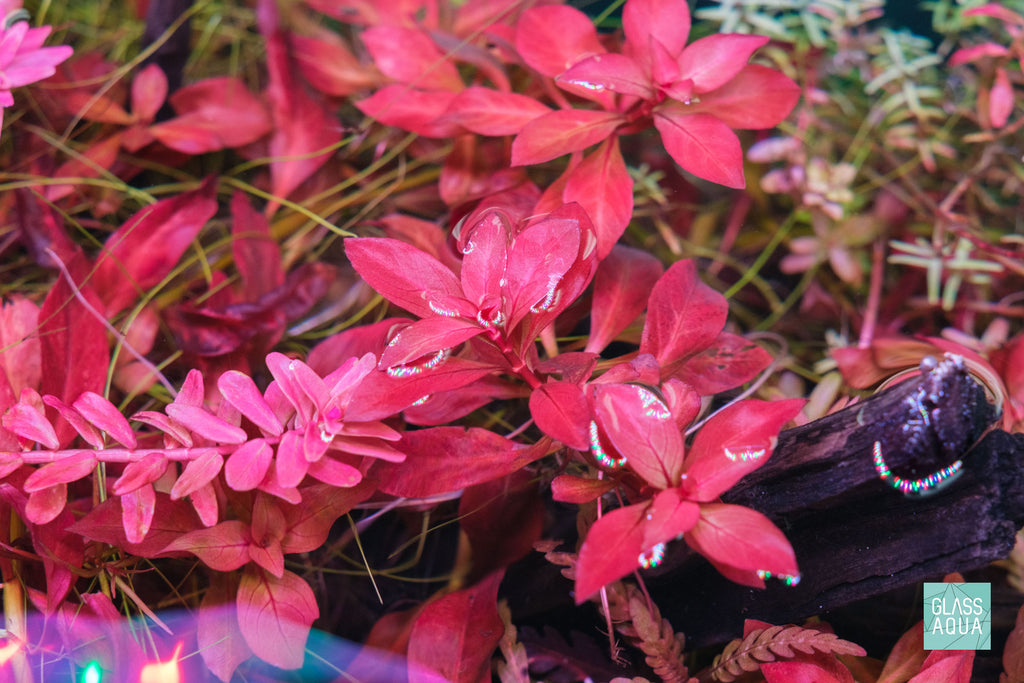 Ludwigia Repens Planted Aquarium Tank Aquatic Red Stem Plant
