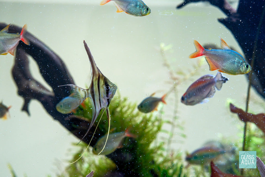 Pterophyllum Altum Angelfish Freshwater Tropical Community Fish