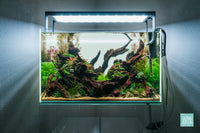 Lunar Crest - ADA 60P 17 gallon nature style planted aquarium by Glass Aqua