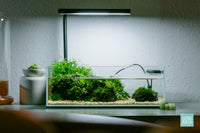 Verdant Spring - UNS 5S 2.5 shallow planted aquarium by Glass Aqua