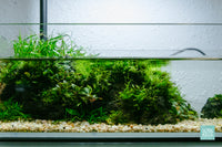 Verdant Spring - UNS 5S 2.5 gallon shallow planted aquarium by Glass Aqua