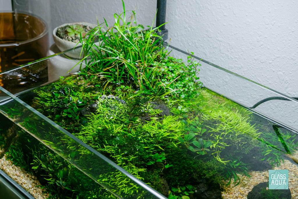 Aquario Neo Plants Tab - Glass Aqua