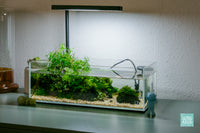 Verdant Spring - UNS 5S 2.5 shallow planted aquarium by Glass Aqua