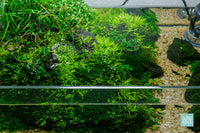 Live Bucephalandra and Utricularia Graminifolia in UNS 5S shallow planted tank by Glass Aqua