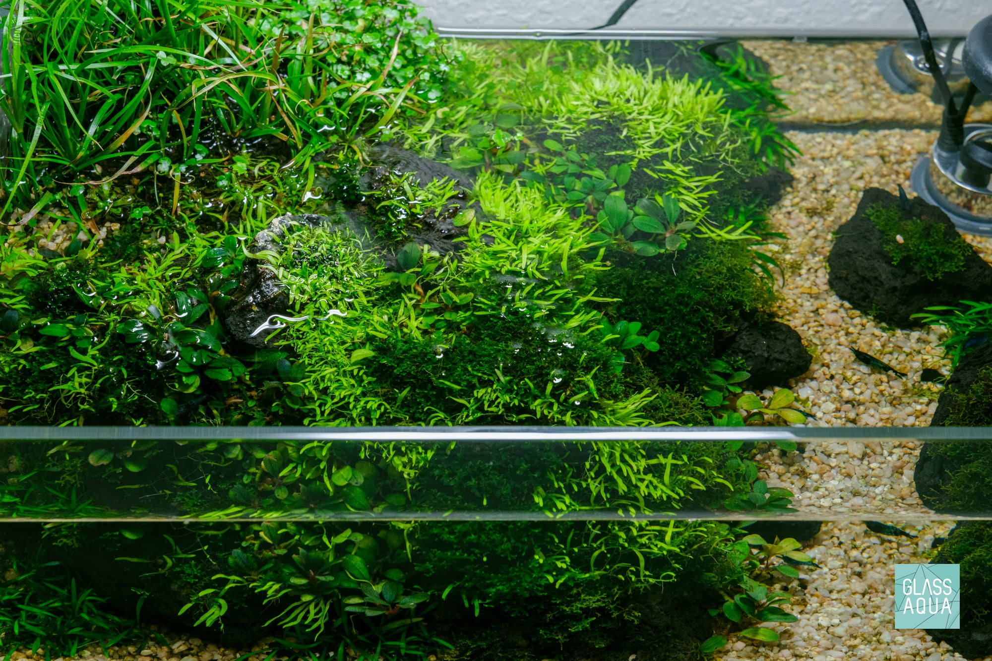 Live Bucephalandra and Utricularia Graminifolia in UNS 5S shallow planted tank by Glass Aqua