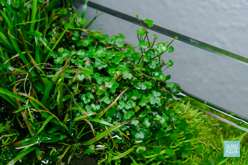 Hydrocotyle Tripartita Mini - Glass Aqua