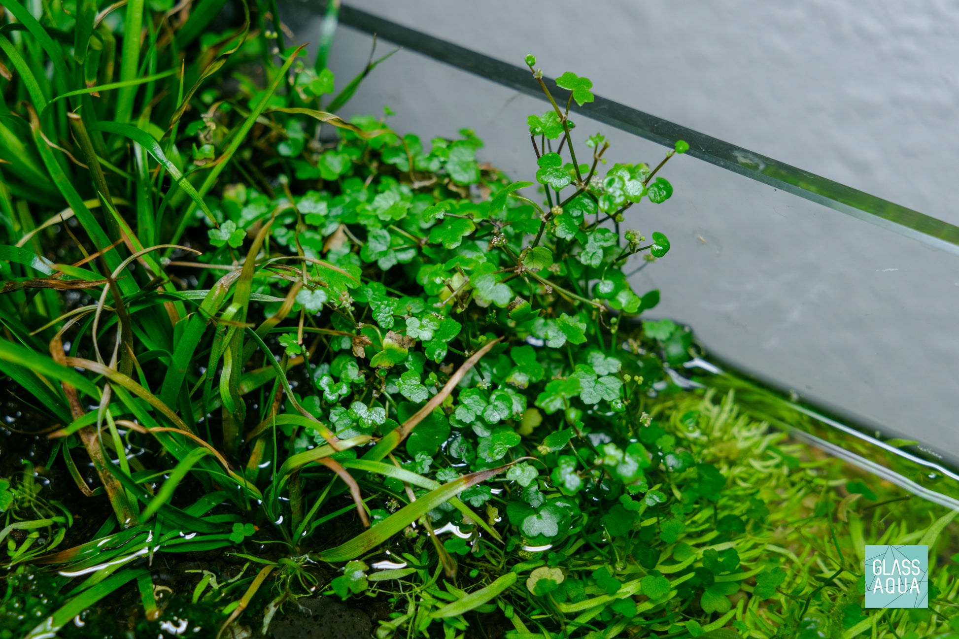 Hydrocotyle Tripartita Mini - Glass Aqua