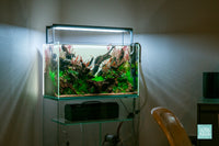 Lunar Crest - ADA 60P nature style planted aquarium by Glass Aqua