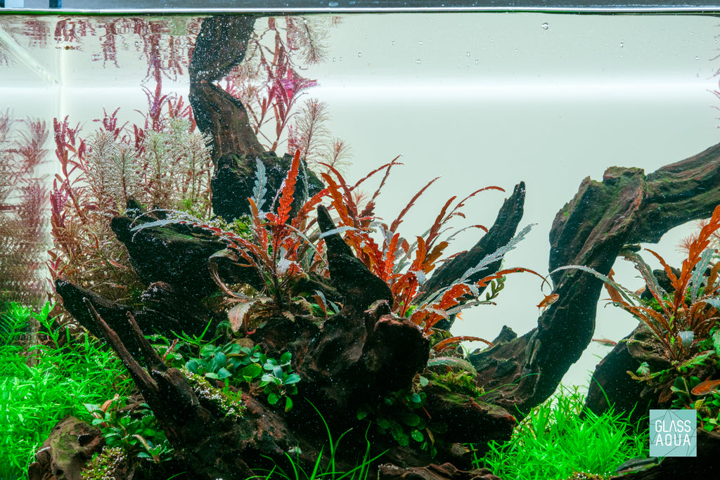 Planted Aquarium with High Light Aquatic Plants