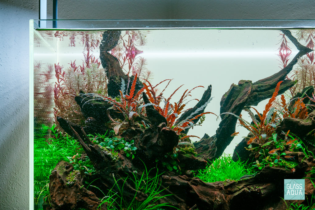 Hygrophila Pinnatifida 'UK' Uttara Kannada in ADA 60P Planted Tank Nature Aquarium Aquascape
