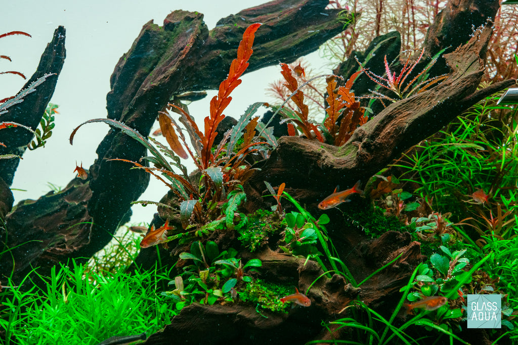 Hygrophila Pinnatifida 'UK' Uttara Kannada in ADA 60P Planted Tank Nature Aquarium Aquascape