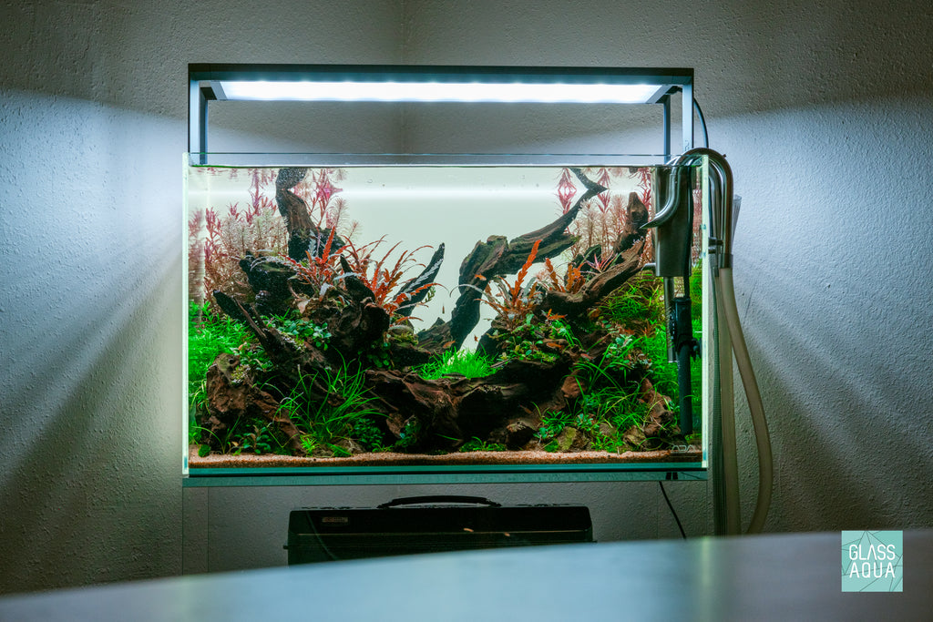 Hygrophila Pinnatifida 'UK' Uttara Kannada in ADA 60P Planted Tank Nature Aquarium Aquascape