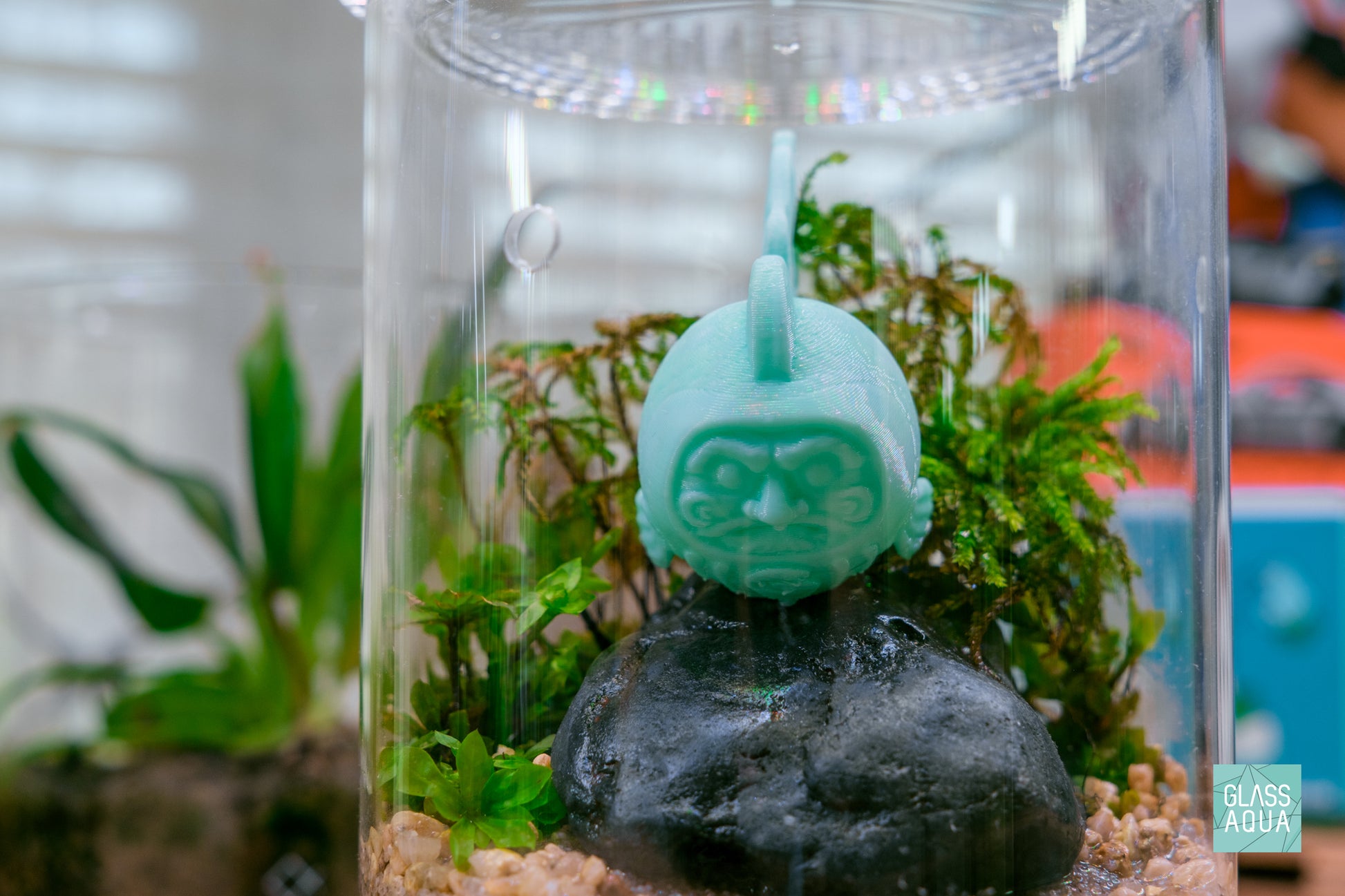 Umbrella Moss Rhodobryum Giganteum in Chihiros Glass Dew Pot Small Mini Terrarium