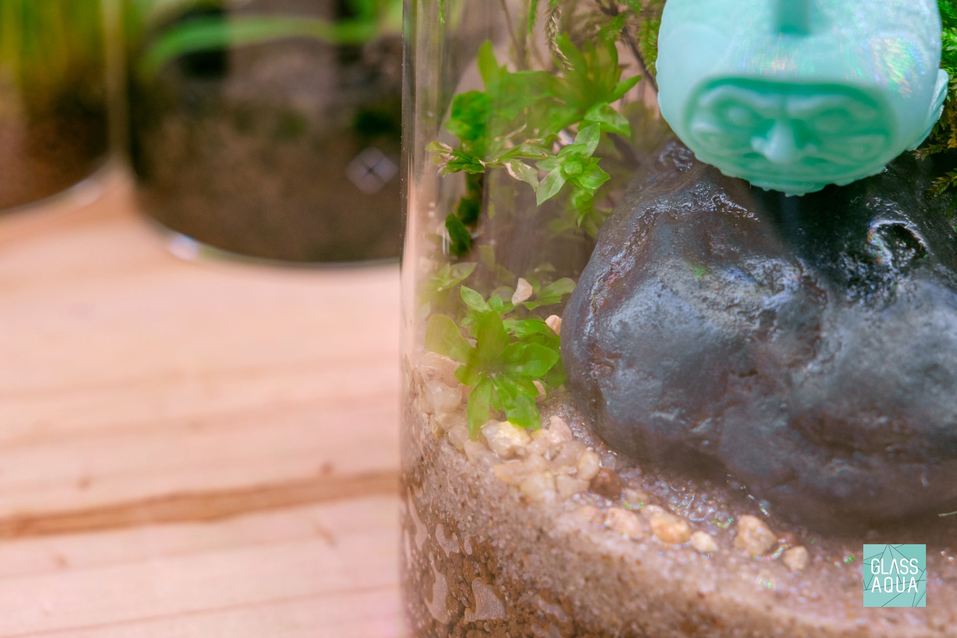 Umbrella Moss Rhodobryum Giganteum in Chihiros Glass Dew Pot Small Mini Terrarium