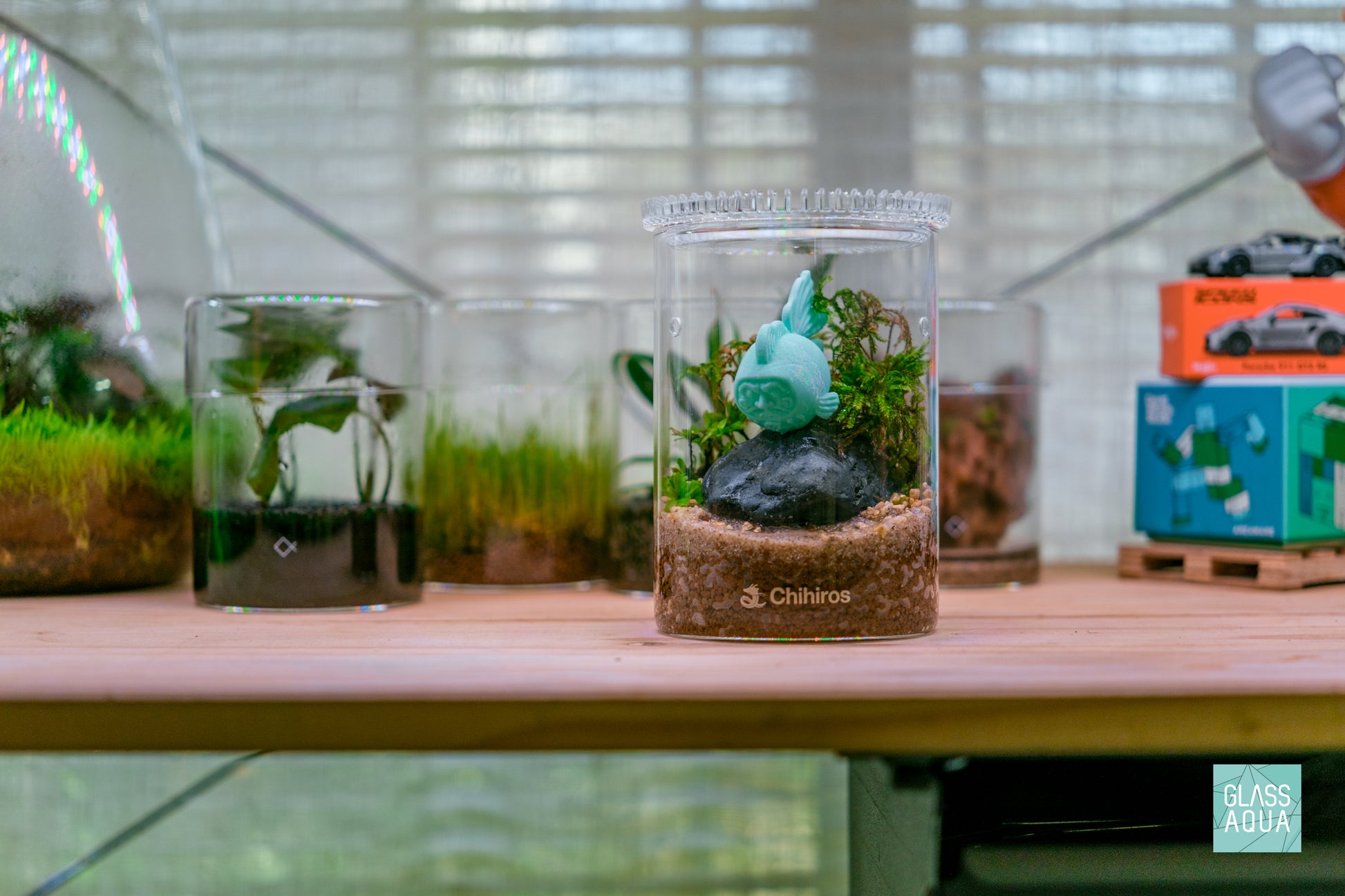 Tree Moss Climacium Dendroides in Chihiros Glass Dew Pot Small Mini Terrarium