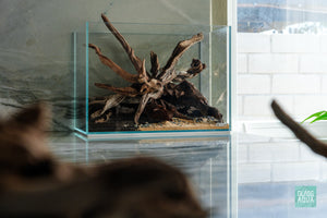 ADA Mini M Planted Nano Tank Nature Aquarium Style