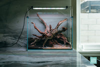ADA Mini M Planted Nano Tank Nature Aquarium Style