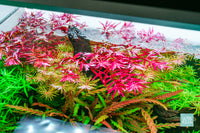 Lunar Crest - ADA 60P nature style planted aquarium by Glass Aqua