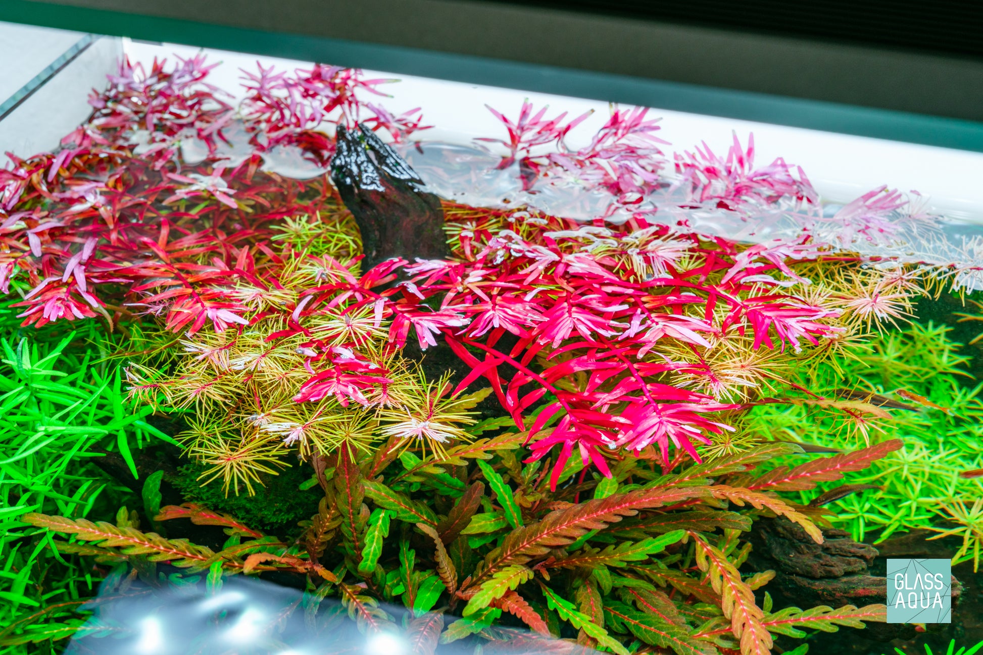 Rotala Rotundifolia Blood Red Aquarium Stem Plant for Planted Tanks