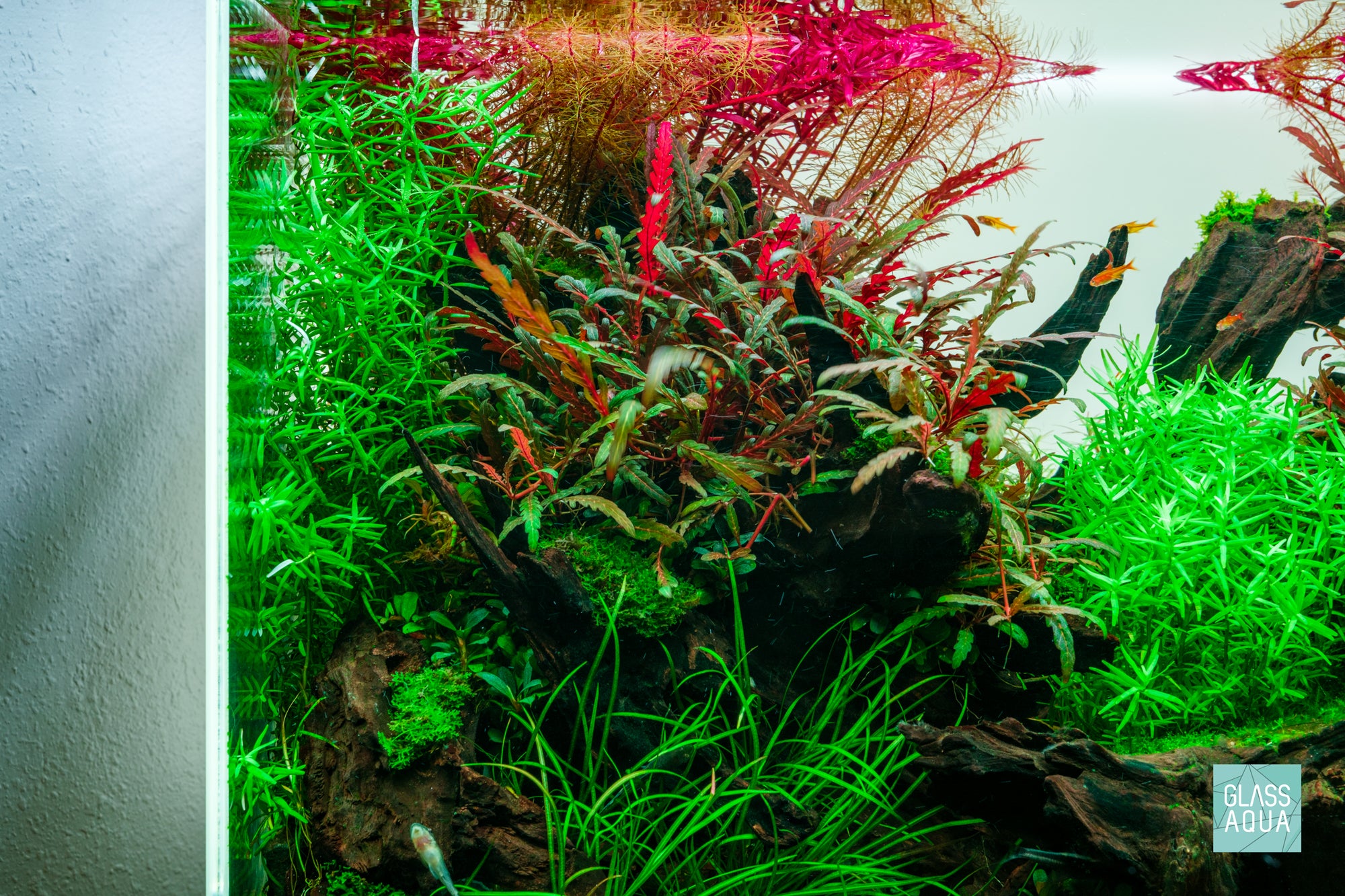 Lunar Crest - ADA 60P nature style planted aquarium by Glass Aqua