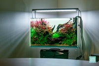 Lunar Crest - ADA 60P nature style planted aquarium by Glass Aqua