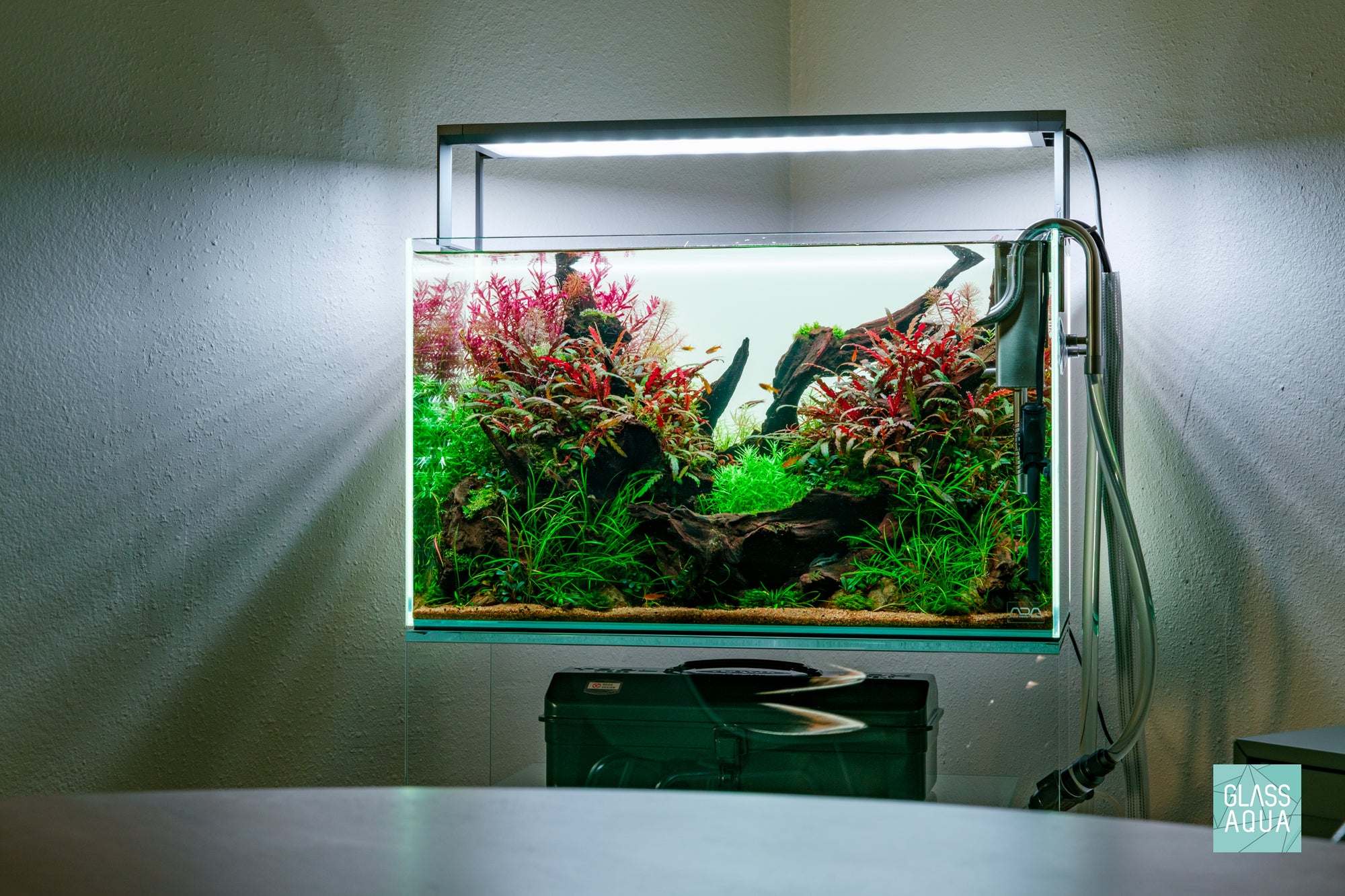 Lunar Crest - ADA 60P nature style planted aquarium by Glass Aqua