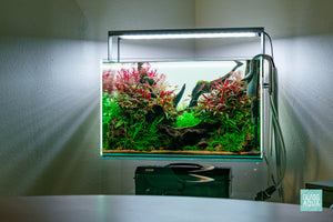 Lunar Crest - ADA 60P nature style planted aquarium by Glass Aqua