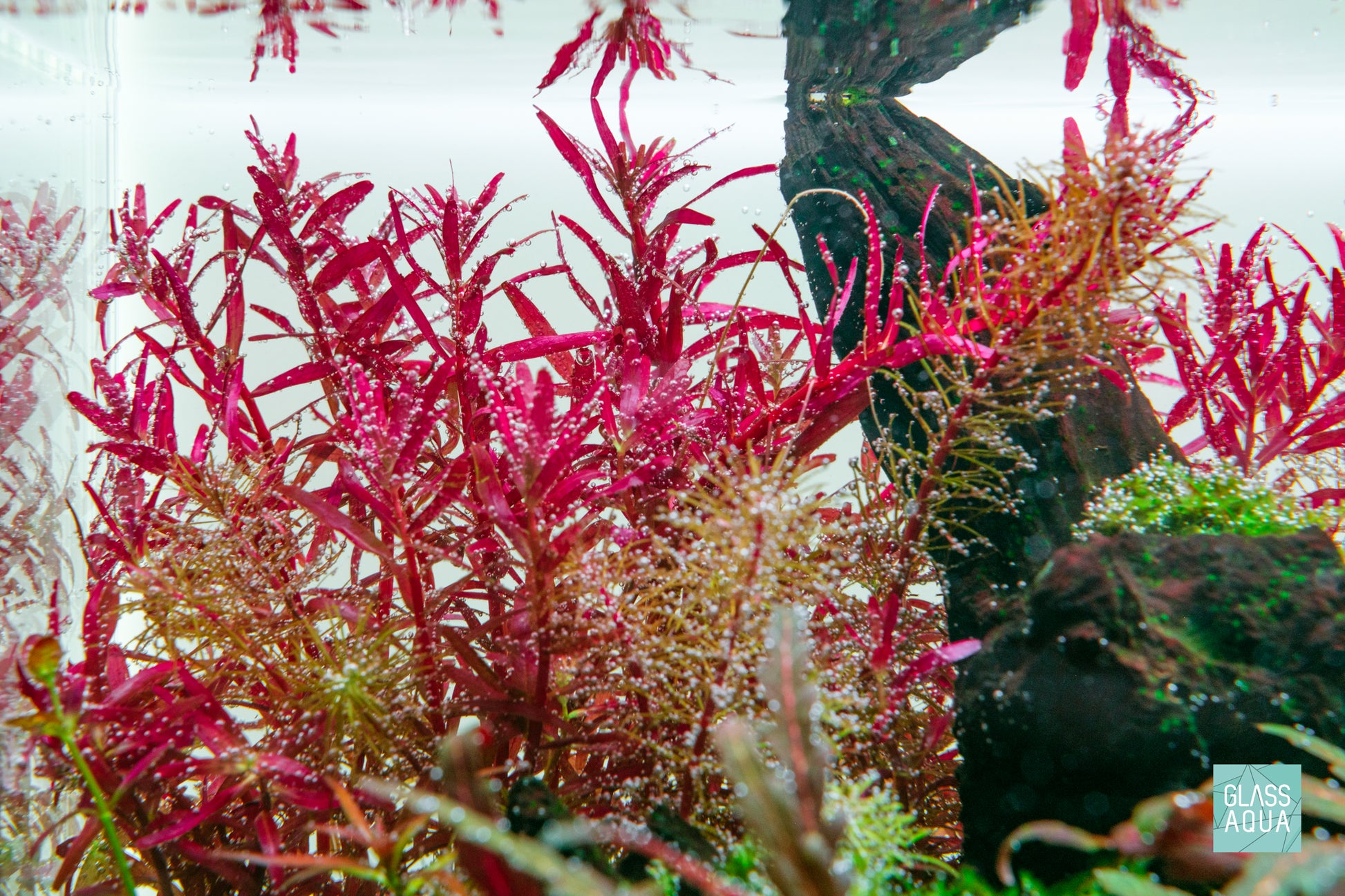 Rotala Rotundifolia Blood Red Aquarium Stem Plant for Planted Tanks