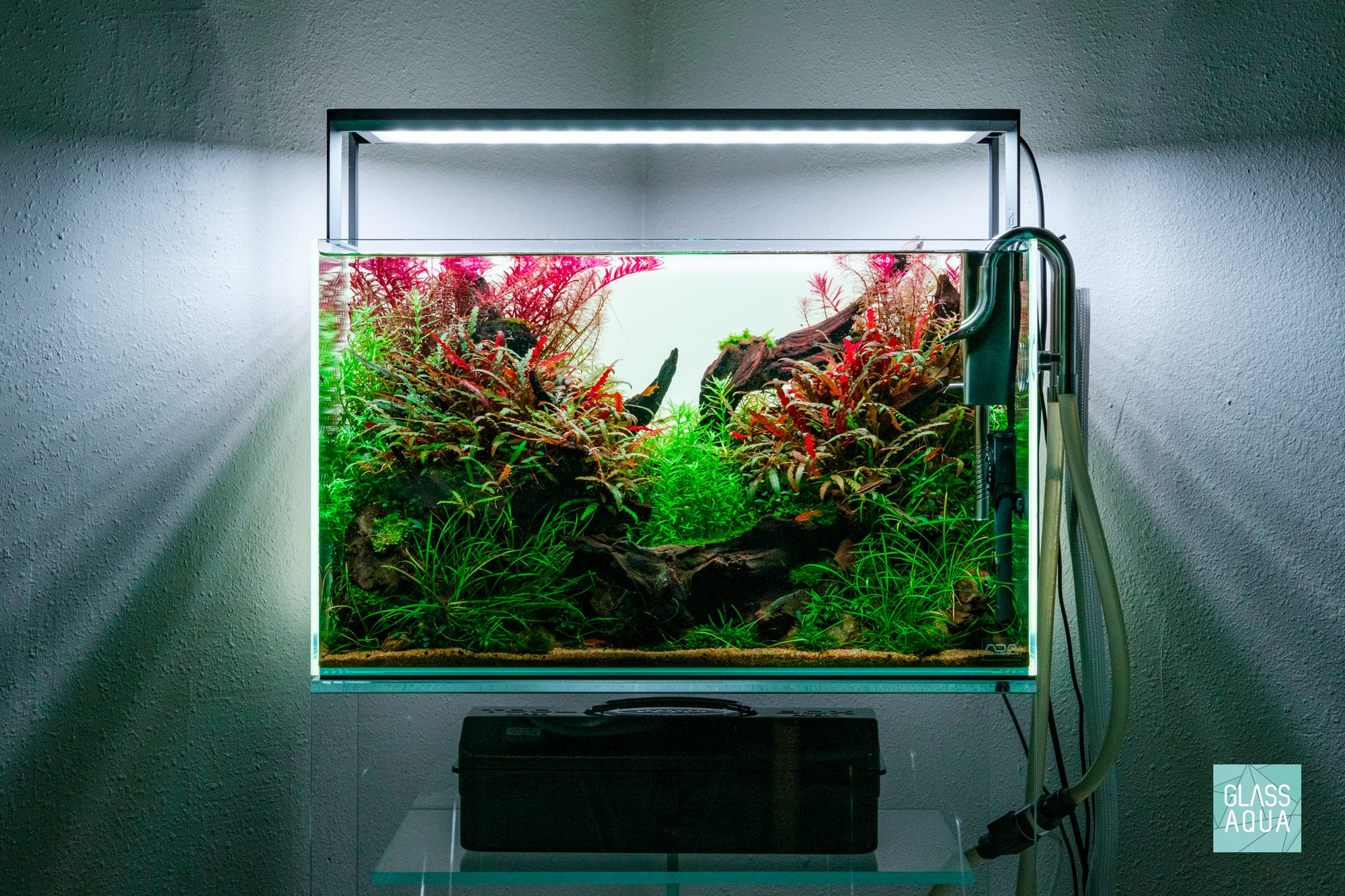 Lunar Crest - ADA 60P nature style planted aquarium by Glass Aqua
