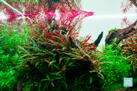 Hygrophila Pinnatifida UK and Rotala aquarium stem plants in nature style planted aquascape by Glass Aqua