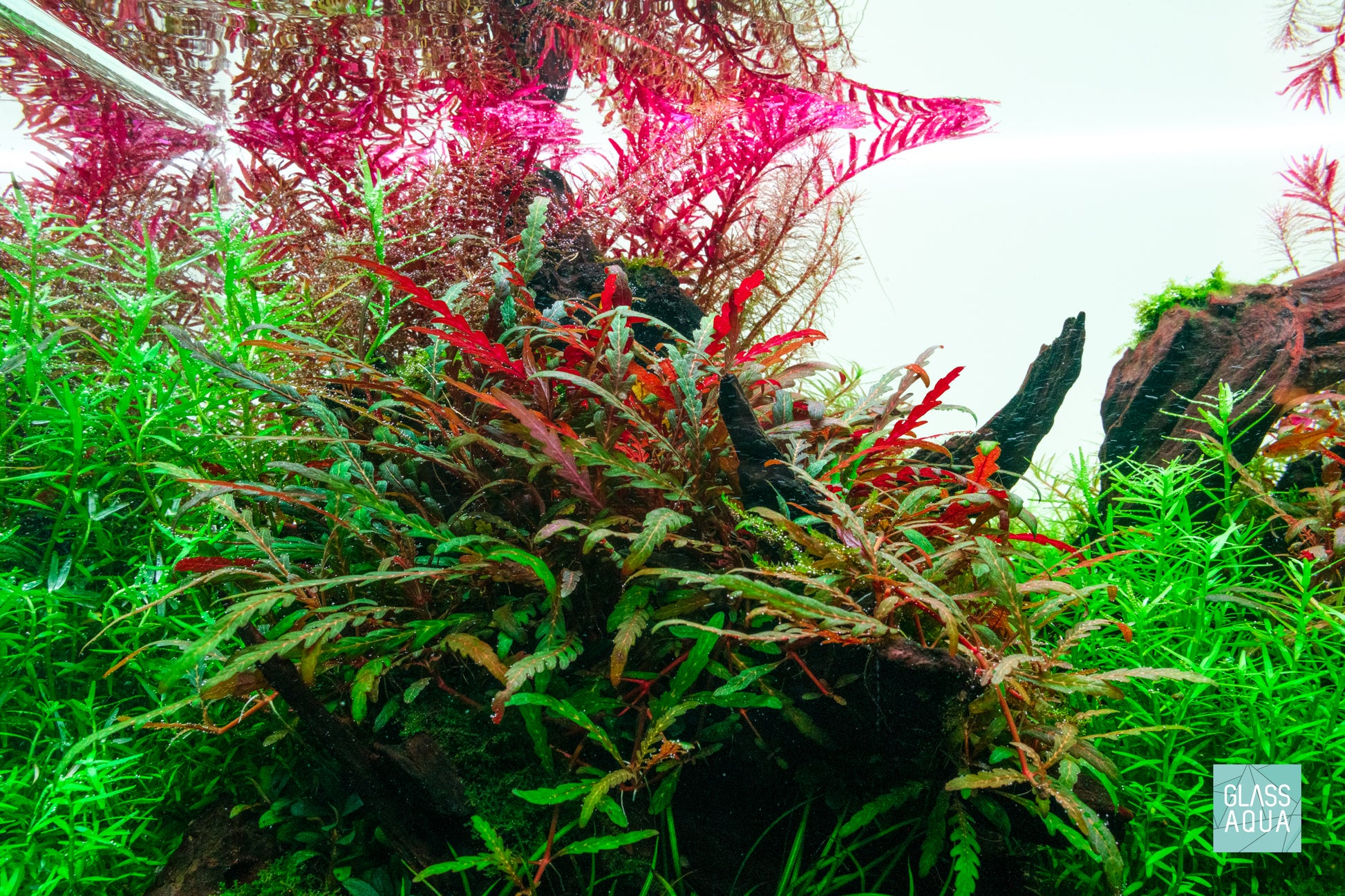 Planted Aquarium with High Light Aquatic Plants