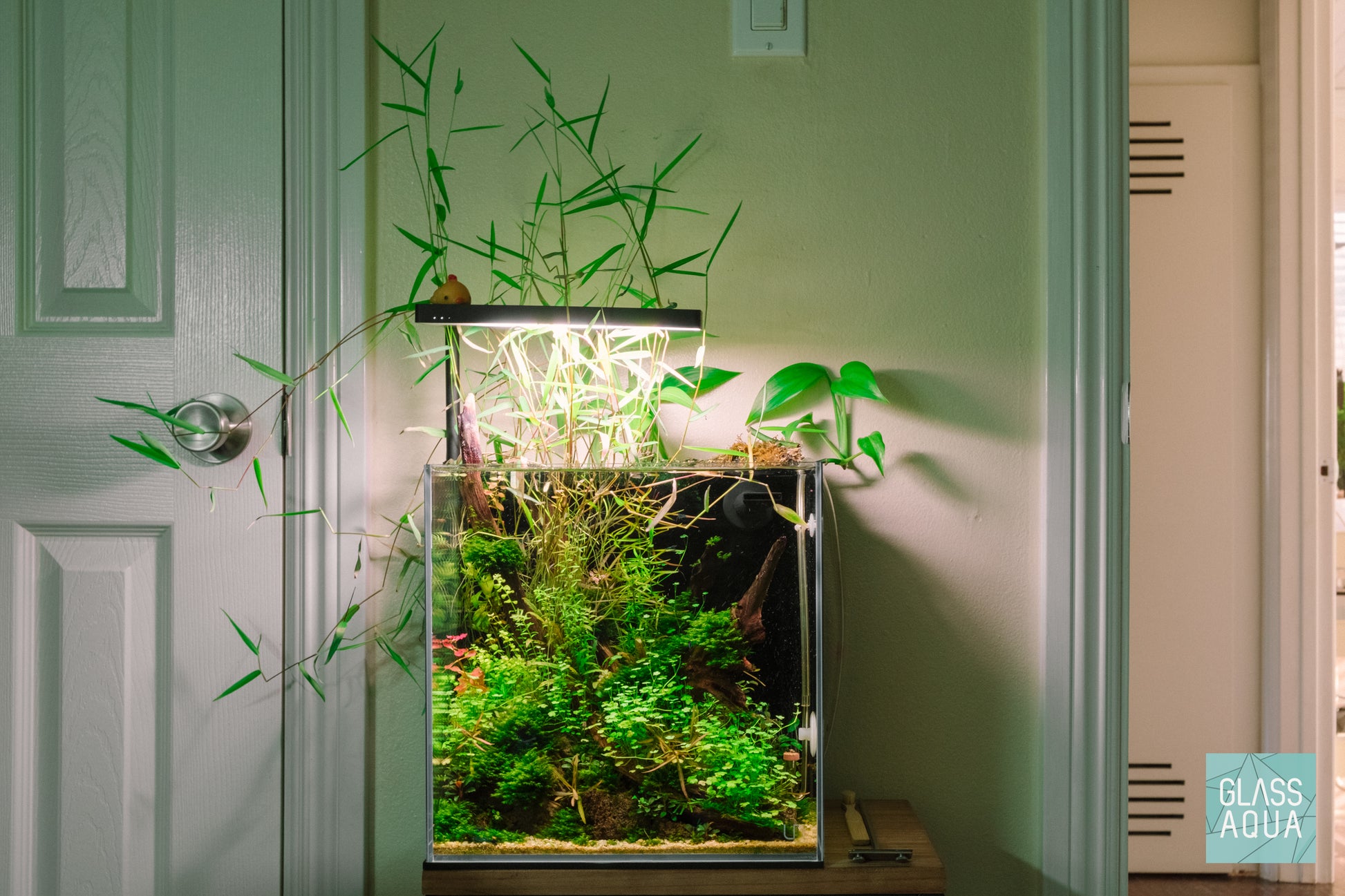 All-In-One Planted Aquarium Kit - Cube - Glass Aqua