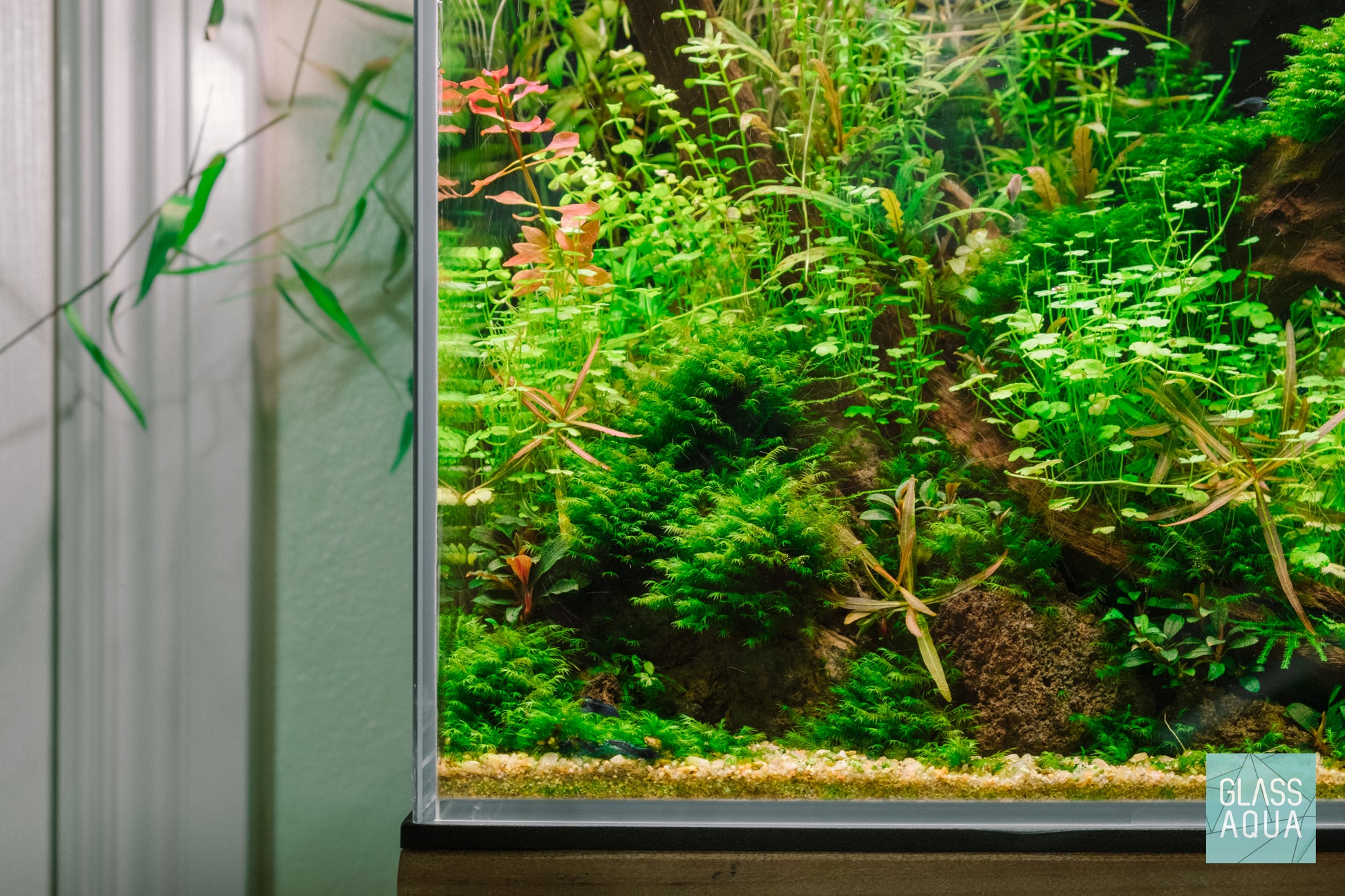 Fissidens Fontanus detail photo in the Ultum Nature Systems AIO cube planted tank