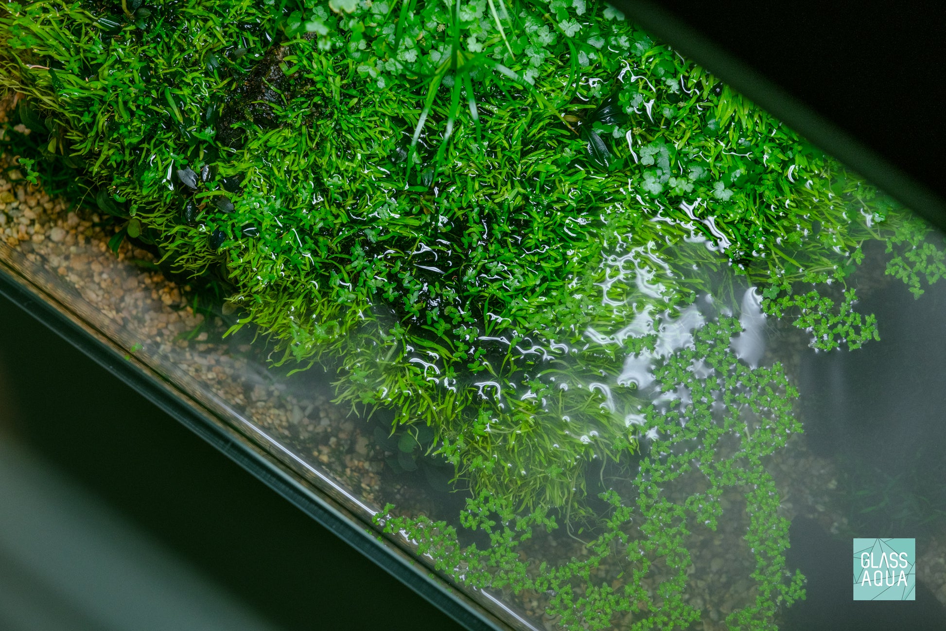 Close up view of Duckweed, an easy floating plant used in planted aquariums and ponds.