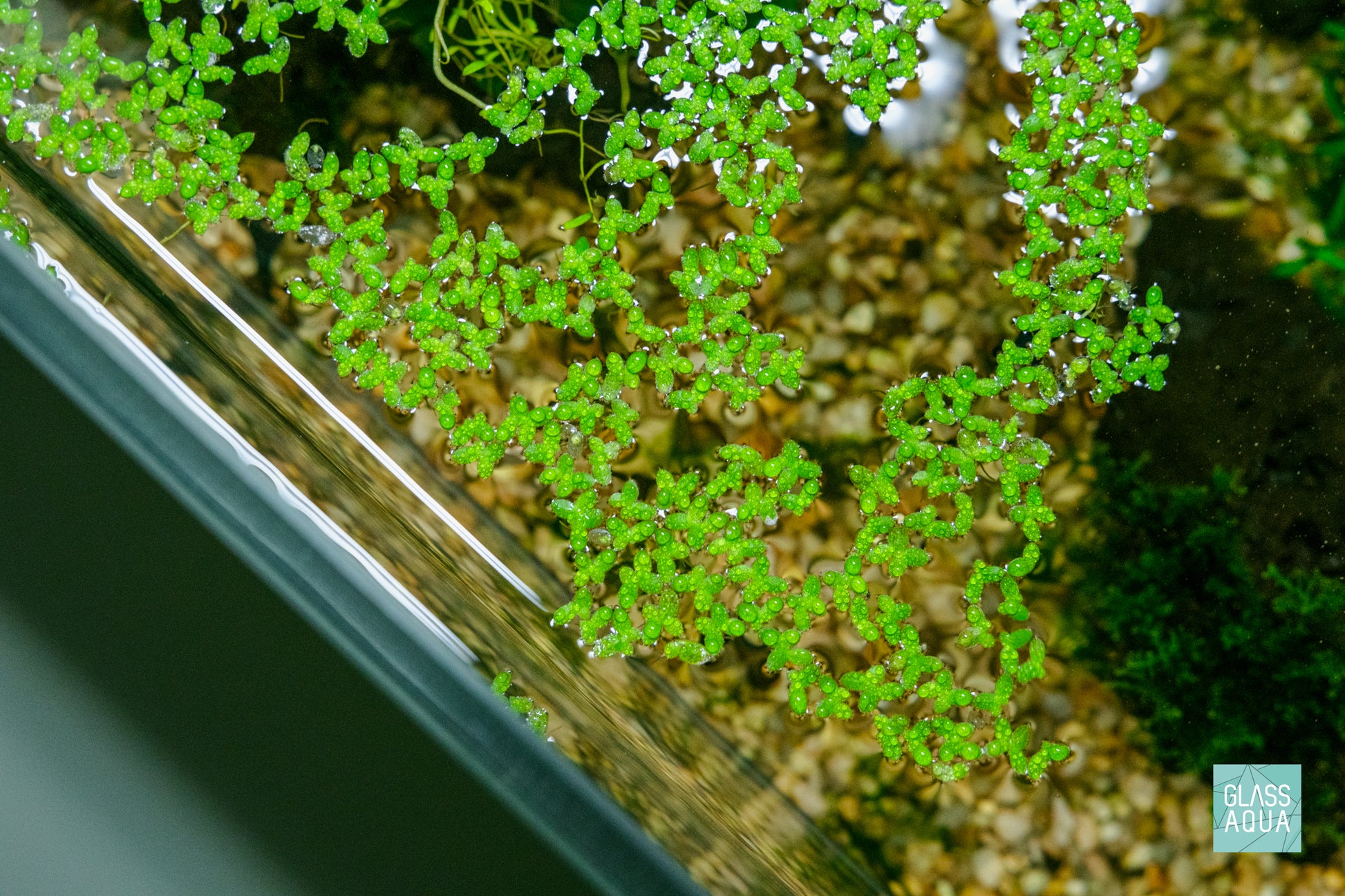 Close up view of Duckweed, an easy floating plant used in planted aquariums and ponds.