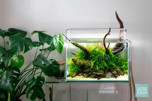 Nature style planted tank in the UNS 45U rimless aquarium - Glass Aqua