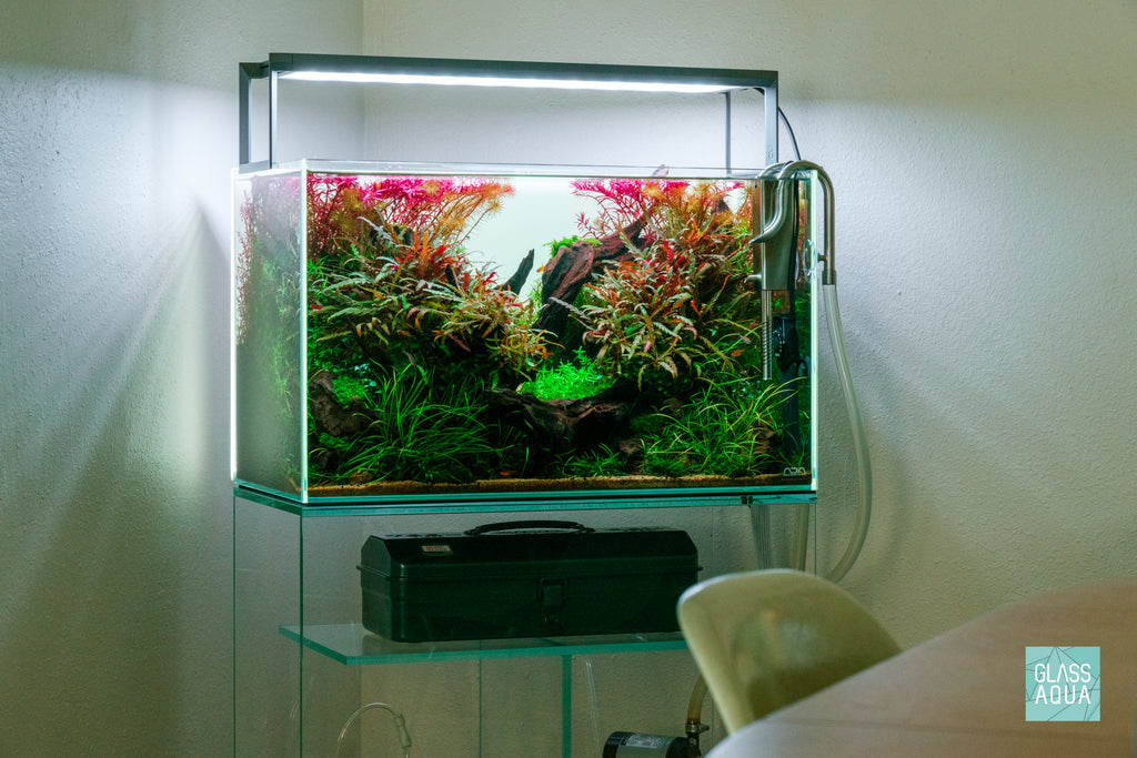 Rotala Wallichii