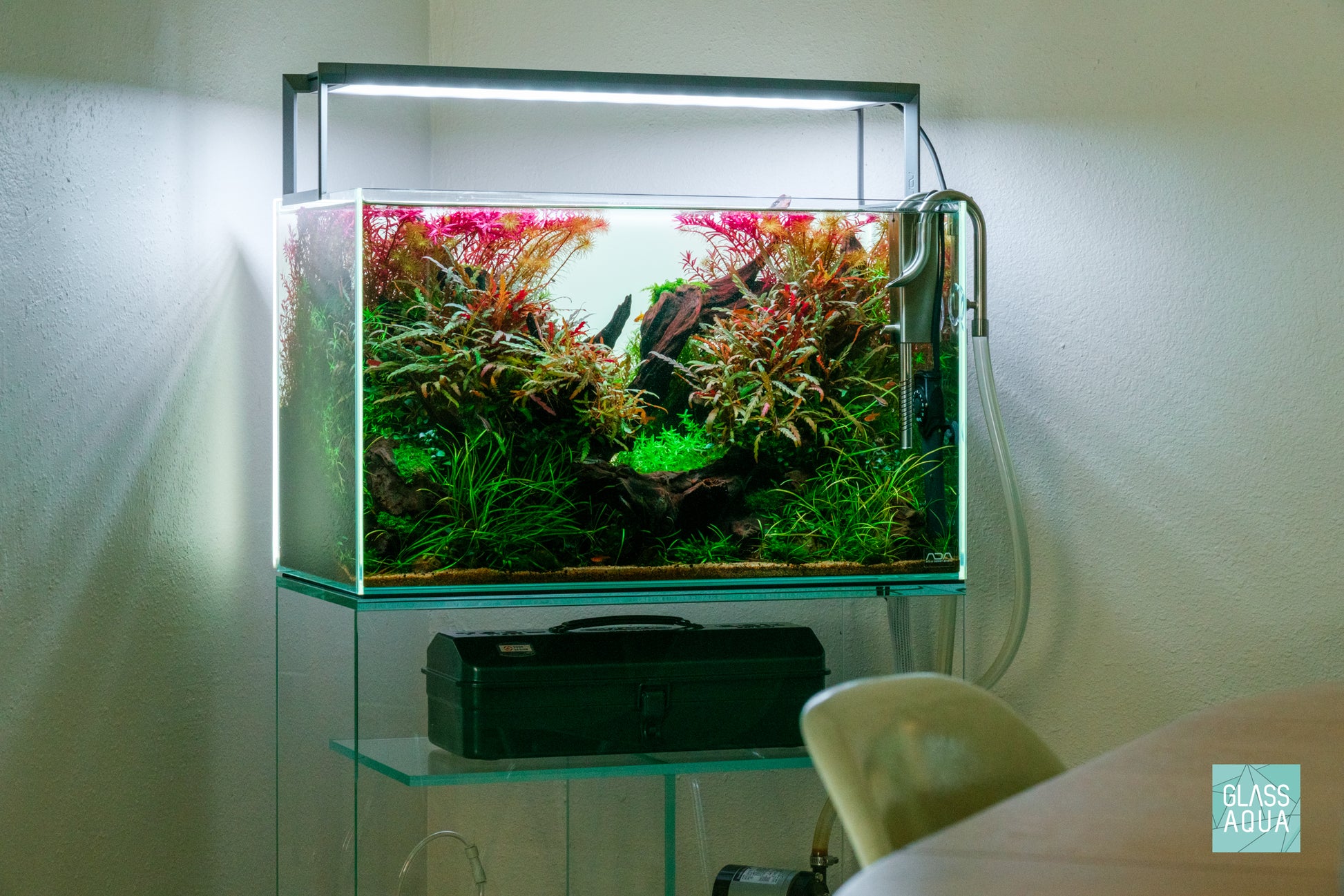 Rotala Wallichii