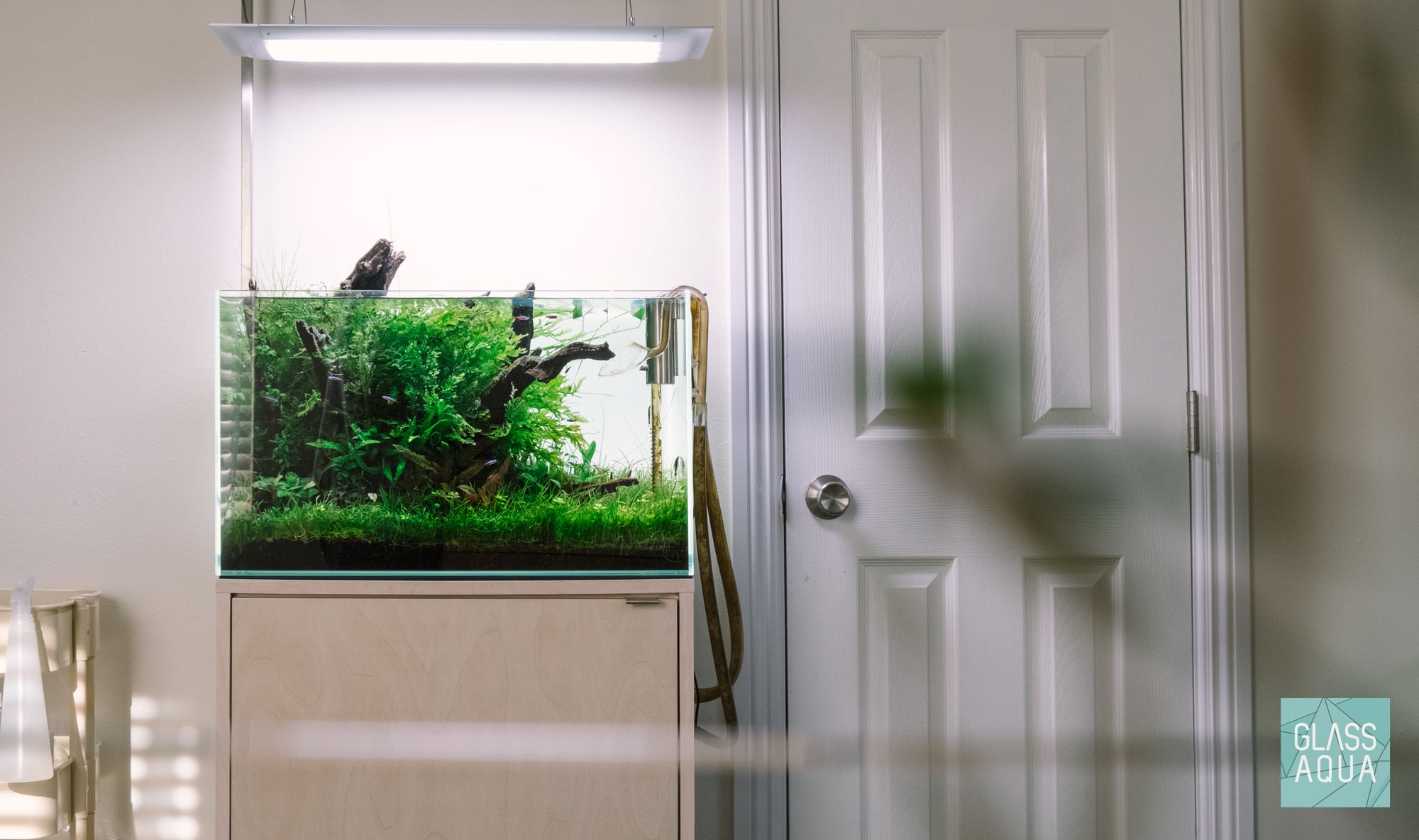 Low light aquascape in UNS 60U rimless aquarium by Glass Aqua